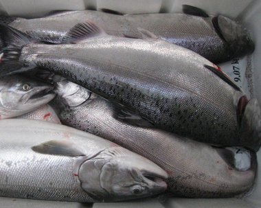 Largest return of fall Chinook since 1938 expected in the Columbia River