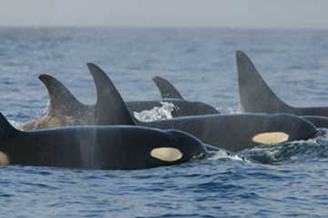 WDFW Releases White Paper on Proposal to Increase Hatchery Chinook Production to Increase Prey Abundance for ORCA