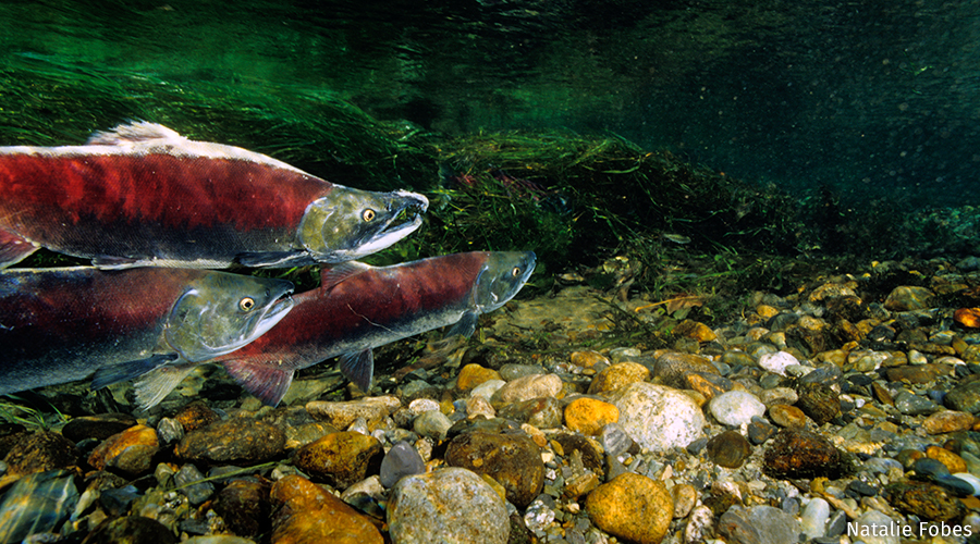 Tell Congress: Save Wild Salmon from Deadly Hot Waters