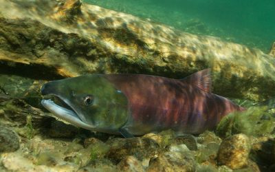 NSIA Joins Letter to House Oversight Committee Urging Action – Not Divisiveness – on Columbia Basin Salmon