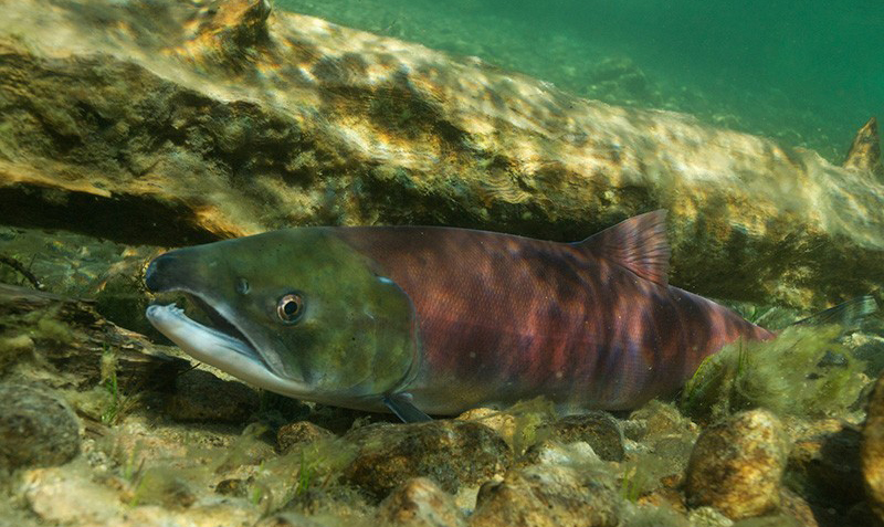 NSIA Joins Conservation Organizations in Encouraging Urgent Action from Northwest Leadership to Protect Columbia/Snake River Salmon